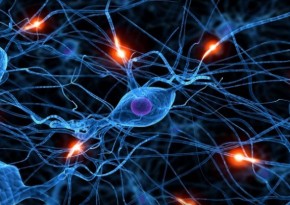 Brain