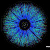 BNL RHIC Gold Ions Collisions