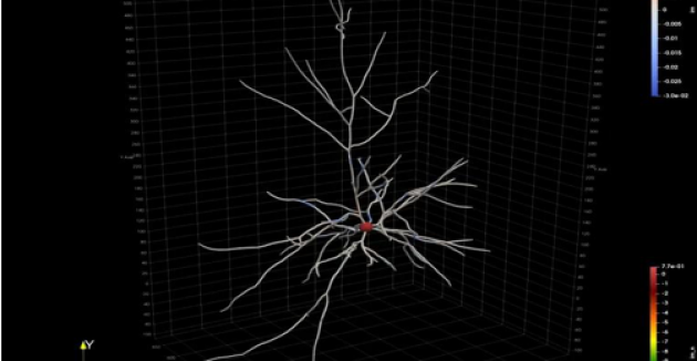 bouchard neuron
